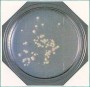 Clean Stamp Pseudomonas - PSEU Agar