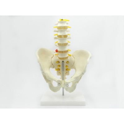 Pelvis cu 5 vertebre lombare - marime naturala (cod S22)