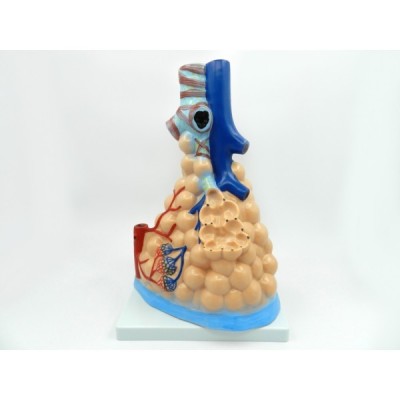 Model alveola pulmonara (cod S34)