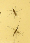 25 aprilie - Ziua mondială de combatere a malariei (OMS)