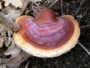 RED REISHI