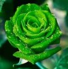 GreenRose