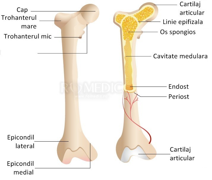 structură de cartilaj conectiv uman