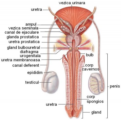 aparatul reproducator masculin