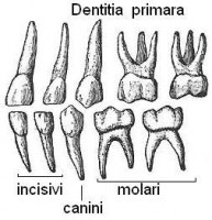 tipuri_dinti_de_lapte