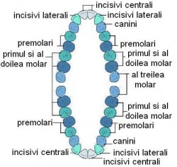 dentitia_permanenta