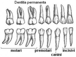 tipuri_dinti_permanenti