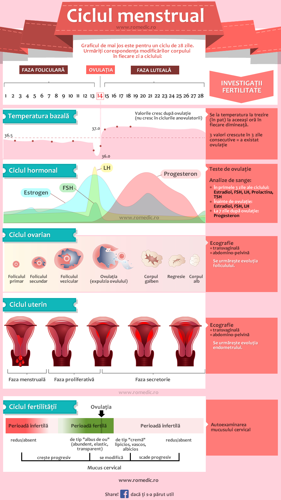 Schema etapelor ciclului menstrual