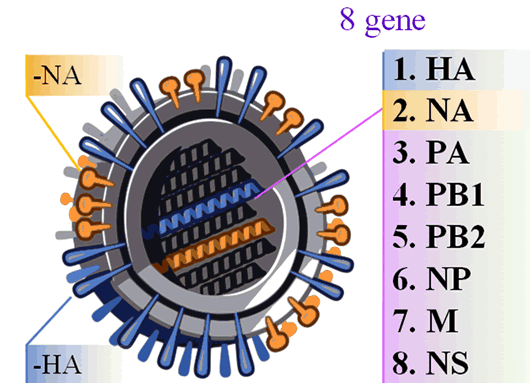 Genom virus A/H1N1