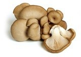 Ciuperci Pleurotus