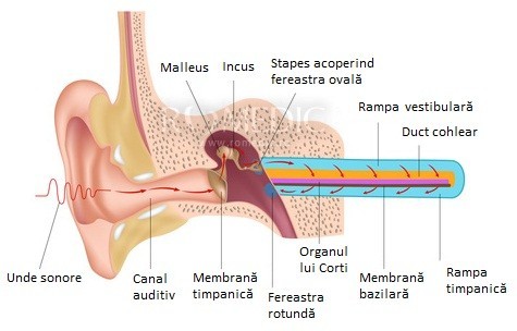 Urechea Anatomie Si Fiziologie