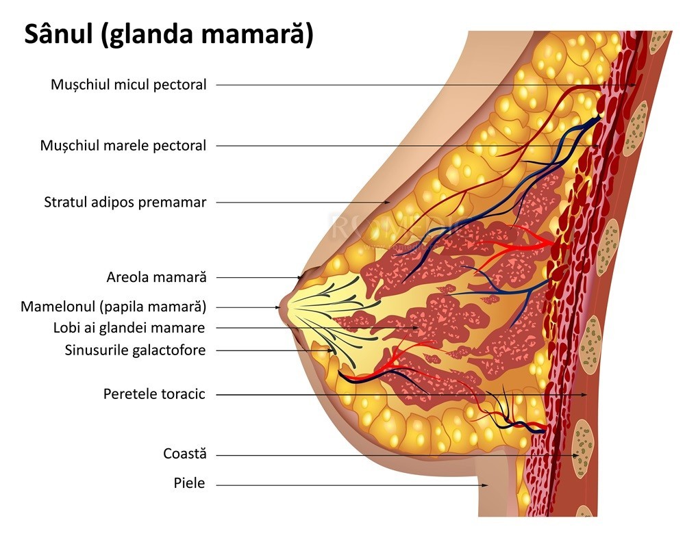 Sanii Glanda Mamara Anatomie Si Fiziologie