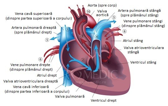 Inima Cordul Anatomie Si Fiziologie