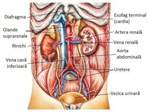 Fibroza Retroperitoneala Boala Ormond