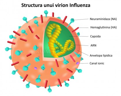 Gripa