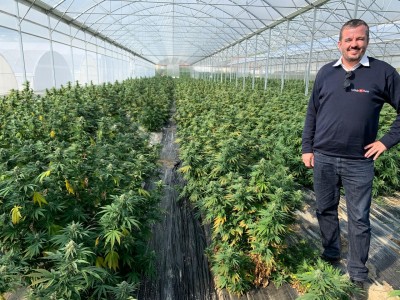 Ulei CBD, adjuvant in afectiunile respiratorii