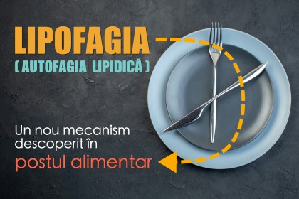 Lipofagia (autofagia lipidică) - un nou mecanism descoperit în postul alimentar (fasting)