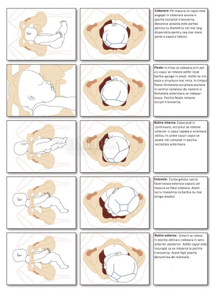 Mecanismul de nastere in prezentatia craniana