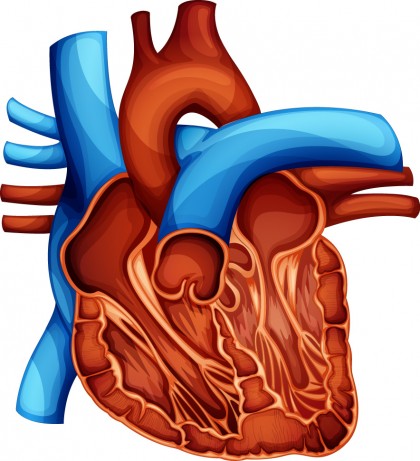 Pietrele la fiere pot crește cu o cincime riscul apariției bolilor de inimă