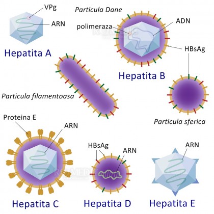 Similarități și diferențe între hepatitele A, B, C, D și E