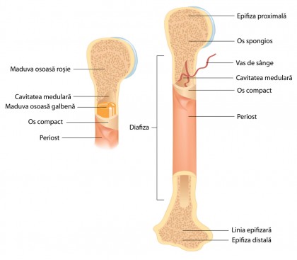 Un nou mecanism activează celulele oaselor și tratează osteoporoza
