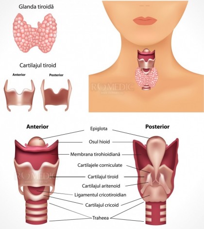 Analize pentru tiroidă – indicații, explicații și diagnostic de laborator