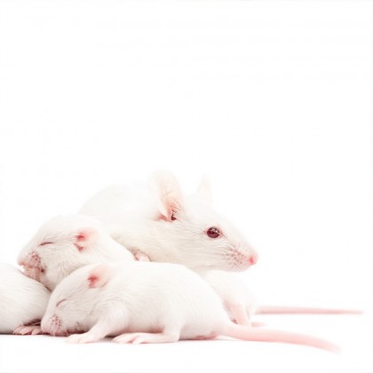 Cercetătorii au inversat ceasul biologic la șoareci