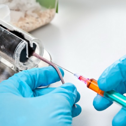 SARS-CoV-2: caracteristici similare ale infecției cu noul coronavirus la șoareci și oameni