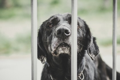 Mușcătura de câine - ce trebuie să știi