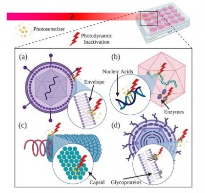 Terapia fotodinamică mai eficientă prin adăugarea de anticorpi