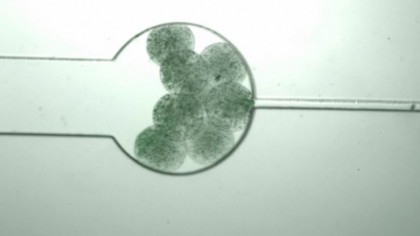 Celulele vii pot fi folosite pentru a construi polimeri pentru aplicații biomedicale