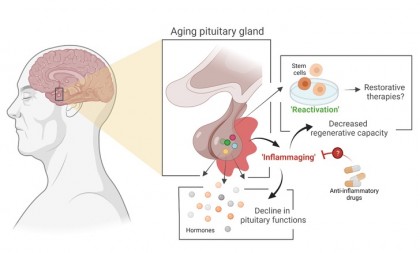 Procesul de îmbătrânire a unei glande endocrine ar putea fi încetinit