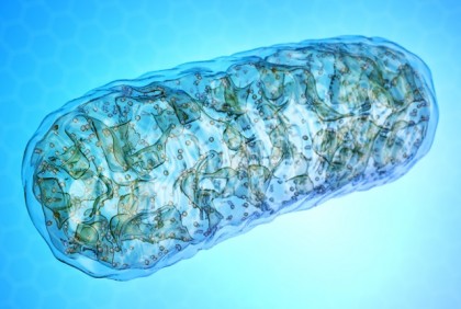 Administrarea unui supliment pentru o perioadă scurtă de timp poate îmbunătății rezistența musculară