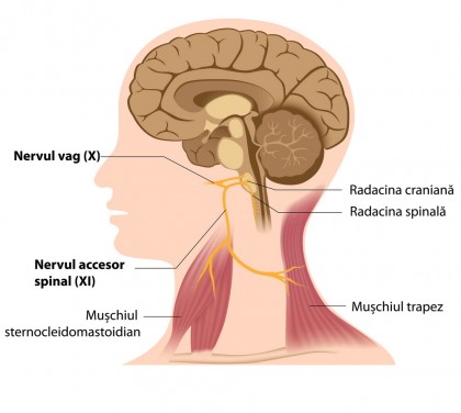Disfuncția nervului vag este o caracteristică a COVID-19 de lungă durată, arată un studiu