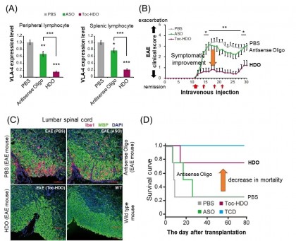 Oligonucleotida heteroduplex poate îmbunătății simptomele sclerozei multiple