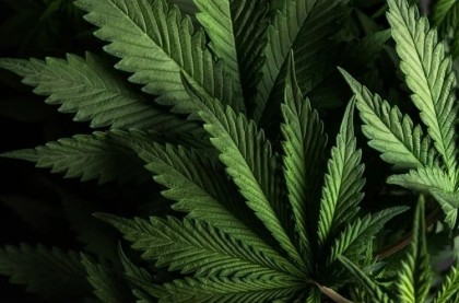 Cât de comun este consumul de canabis la copii și care sunt riscurile?