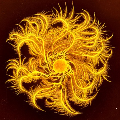 Microbiomul indivizilor poate fi modificat de interacțiunea cu alte microbiome umane sau chiar cu microorganismele din locuință