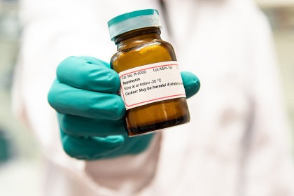 Efectele anti-îmbătrânire ale rapamicinei, observate chiar și în urma unui tratament de scurtă durată