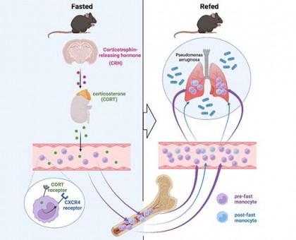 Săritul meselor ar putea avea un efect negativ asupra celulelor imune