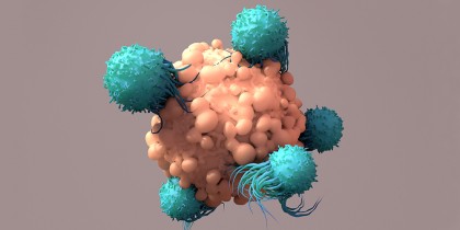 Cine este maratonistul sistemului nostru imunitar?