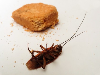 Gândacii de bucătărie - riscuri pentru sănătate și sfaturi pentru a scăpa de ei