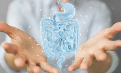 Dieta în două faze și probioticele pot regla microbiota intestinală pentru a combate obezitatea
