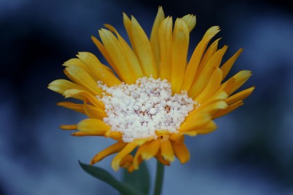 Etnobotanice - efecte, riscuri, dependența, tratament