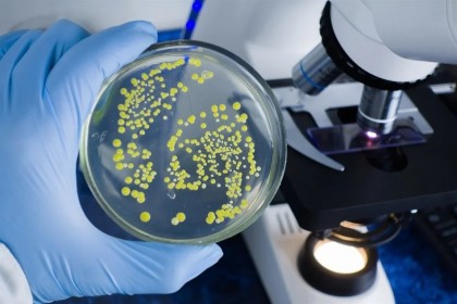 Transplantul fecal - un tratament eficient pentru infecțiile cu C. difficile