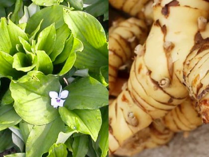 Efectul anticancerigen al extractului de Kencur (Kaempferia galanga L.)