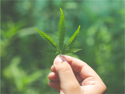 Nivele semnificative de metale în sânge și urină la consumatorii de marijuana