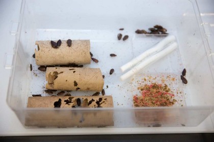 Genomul gândacului care naște pui vii dezvăluie mecanisme surprinzătoare, întâlnite și la femeile însărcinate