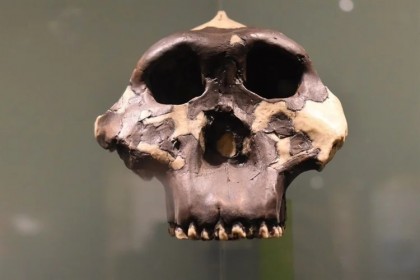 O nouă teorie a cercetătorilor: fermentația externă a alimentelor stă la baza creșterii creierului de-a lungul evoluției speciei