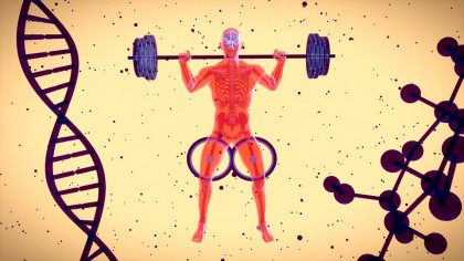 Mușchiul care trebuie lucrat pentru a reduce riscul de operație la genunchi