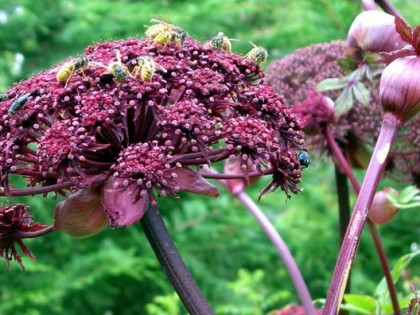 Beneficiile extractului de Angelica gigas NAKAI în disfuncția vasculară și stresul oxidativ